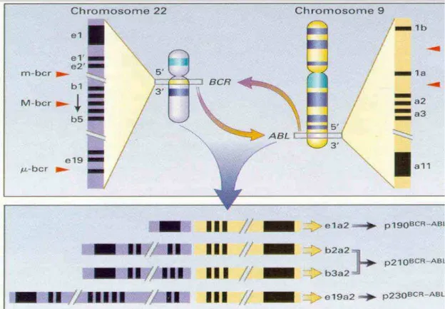 Figura 2 – Translocação entre os cromossomos 9 e 22. 