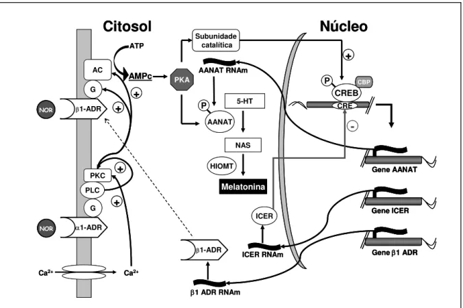 Fig. 6: Esquema mostrando a via de sinalização intracelular, estimulada pela NOR, que  promove o aumento  da síntese de melatonina na glândula pineal
