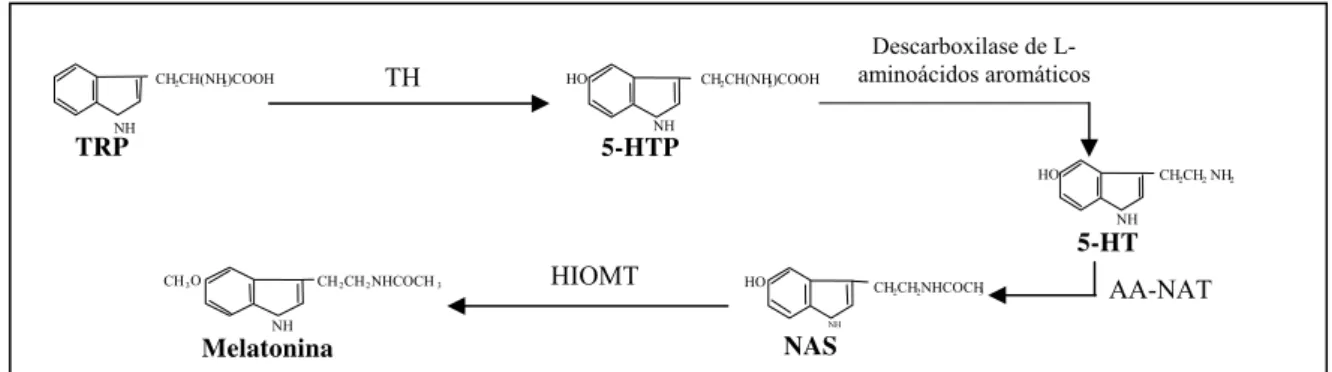 Fig. 1: Representação esquemática das variações características da produção de  melatonina