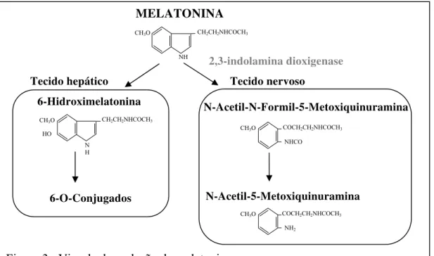 Figura 3:  Vias de degradação da melatonina. 