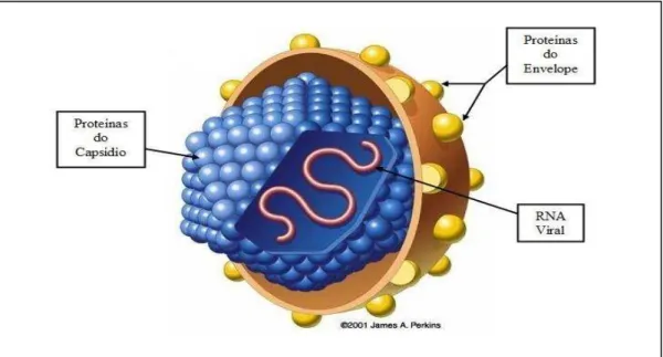 Figura 1 – Vírus da Hepatite C. O VHC é um vírus RNA da família Flaviviridae de 30 a  60nm de diâmetro