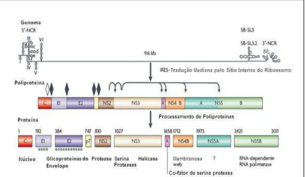 Figura 2 - Estrutura Genômica do VHC  Fonte:Adaptado de Moradpour (2007) [22] 