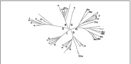Figura 3 - Árvore filogenética do VHC  Fonte: Adaptado de Simmonds (1994) [26]