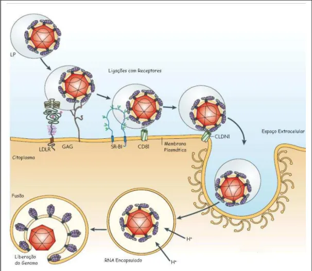 Figura 7 - Modelo sobre a entrada do VHC nas células do hospedeiro  Fonte:Adaptado de Moradpour; Penin; Rice (2007) [22] 