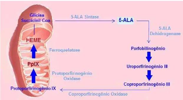 Figura 3. Biossíntese do grupo heme e formação da protoporfirina IX. 