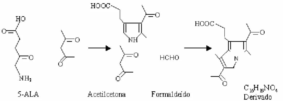 Figura 11: Representação esquemática da reação de derivação do 5-ALA com  acetilcetona e formaldeído e a formação do composto fluorescente