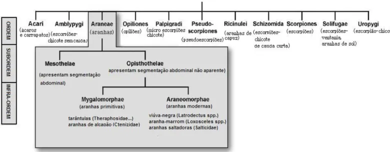 Figura 1. Classificação da classe Arachnida 6 .