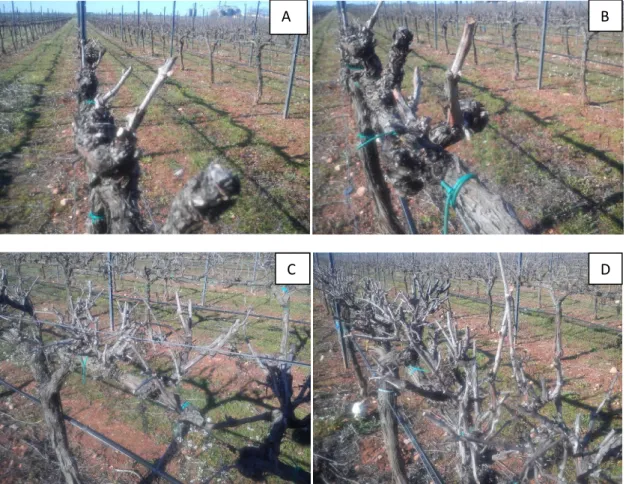 Figure  7:  A=  treatment  1(spur  pruning  14  buds  per  vine  to  reach  10  shoots  per  row);  B= 