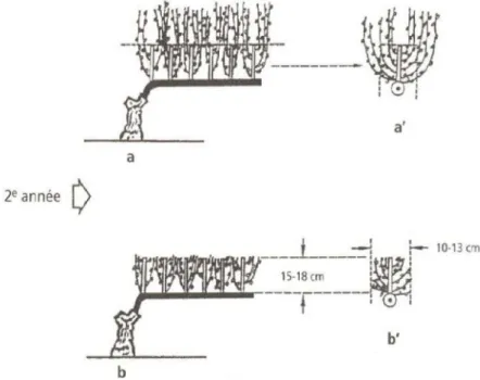 Figure 8: Box pruning system, unselective pruning keeping box shape canopy, cutting 15cm far  from the cordon (source: Carbonneau and Cargnello 2003) 