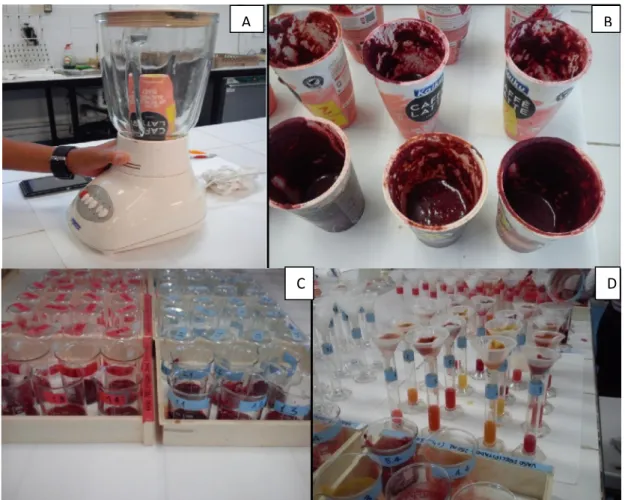 Figure 16: Glories process (A and B: Mechanical crushing of the samples; C: maceration with 2  different acids, HCl( Red label) and Tartaric acid(Blue label);D: filtration using fiberglass)   Total and Extractable Anthocyanins: 