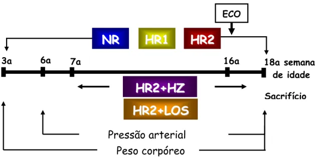 Figura 2. Representação esquemática dos grupos normossódico,  hipersódico 1, hipersódico 2, hipersódico 2 + hidralazina e hipersódico 2 +  losartan 3a  NRNR H H R1R1 HRH R22HHR2R2++HHZZ7a  16a        Pressão arterial  Peso corpóreo6a  18a semana  de idadeE