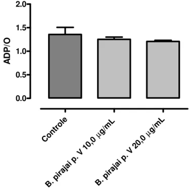 Figura 14. Efeito da fração peptídica (p.V) do veneno da B. pirajai sobre a razão do consumo de  ADP pelo consumo de Oxigênio  ( ADP/O)