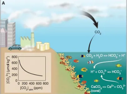 Figure 2. Linkages between the buildup of atmospheric CO₂ and the slowing of coral calcification due to  ocean acidification (Hoegh-Guldberg et al., 2007)