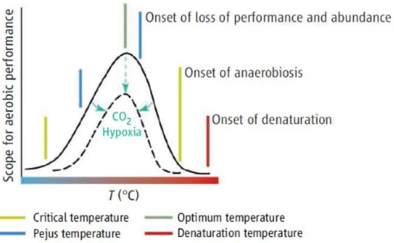 Figure  3.  Temperature  effects  on  the  thermal  windows  of  aerobic  performance  on  aquatic  animals