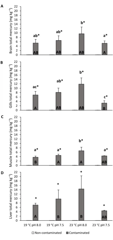 Figure 7.  Impact of ocean acidification (∆pH 0.5) and warming (+4 °C) on total mercury accumulation  on  A)  brain  B)  gills,  C)  muscle  and  D)  liver  of  juvenile  meagre  (Argyrosomus  regius)  exposed  to  methylmercury for 30 days