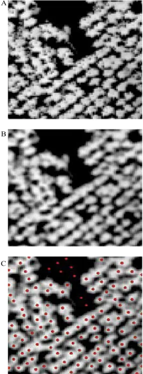 Figure 1. Digital model image of the normalized forest  before (A) and after (B) the application of the smoothing  filter and after the local maxima filter (C).