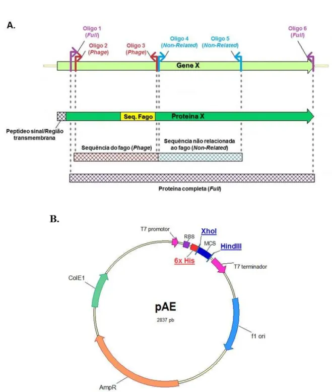 Figura 13. Clonagem das proteínas selecionadas através dos biopannings no vetor pAE. A