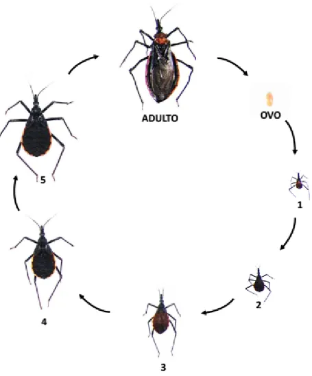 Figura 2. Ciclo de vida dos triatomíneos. O ciclo de vida é constituído pelo ovo, cinco  estágios  ninfais  (1-4)  e  adultos  (fêmea  e  macho)