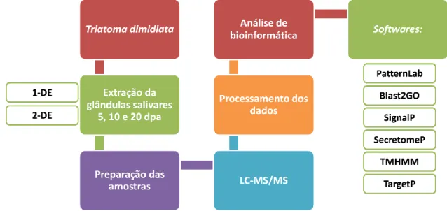 Figura  3.  Representação  esquemática  dos  passos  envolvidos  na  análise  proteômica  das  amostras  de  saliva  de  T