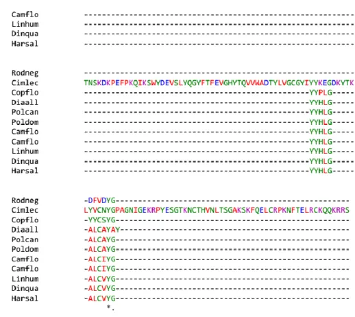 Figura  18.  Árvore  filogenética  construída  utilizando  o  programa  MUSCLE  versão  3.8.31  a  partir  da  sequência  do  RNAV  e  de  uma  sequência  putativa  de  proteína  secretada  por  Ancylostoma  (de  C
