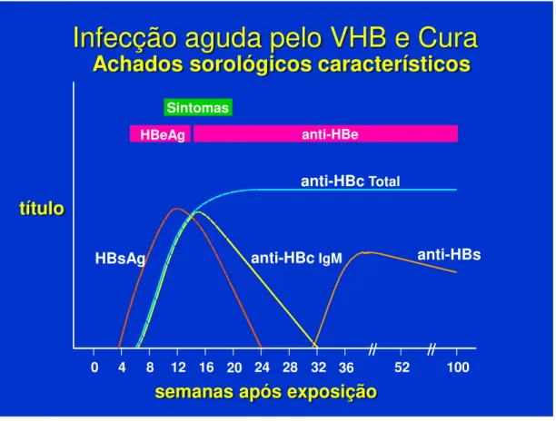 Figura 1  –  Perfil sorológico da infecção pelo VHB 