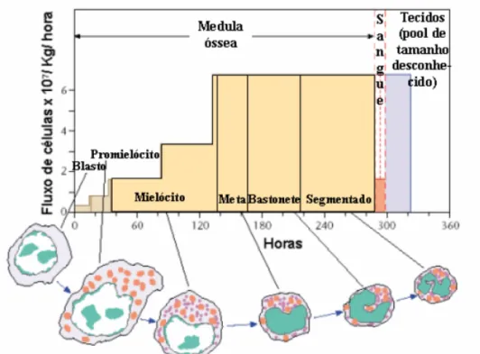 Figura 1. Vida média e estágios de maturação pelos quais passa o neutrófilo, mostrando  o tempo que ele passa na medula óssea, sangue e tecidos