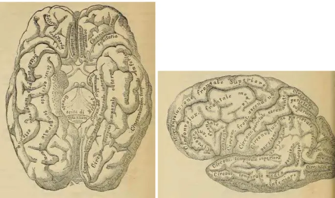 Figura 18: Desenhos de Giacomini com as divisões esquemáticas das circunvoluções. (Fonte: 