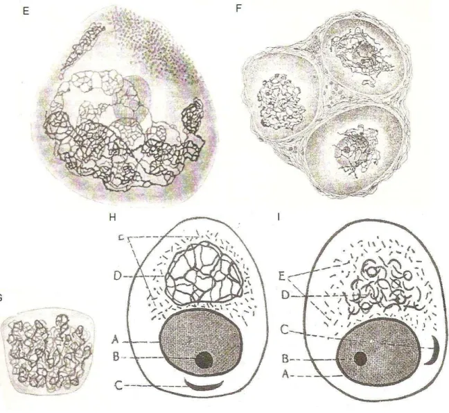 Figura 19: Série de desenhos sobre o aparelho de Golgi.  A: La Valette (1867) chamou de  Kopfkappe