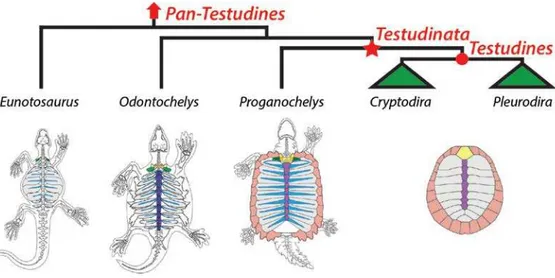 Figura 1 Relações filogenéticas simplificadas entre os  Pan-Testudines conhecidos e osteologia da carapaça