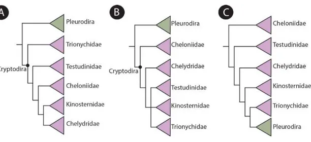 Figura 2. Hipóteses filogenéticas simplificadas para Testudines, baseadas em dados moleculares (A) modificado de  Shaffer (2009), dados morfológicos (B) e de evidência total (C) modificado de Sterli (2010)