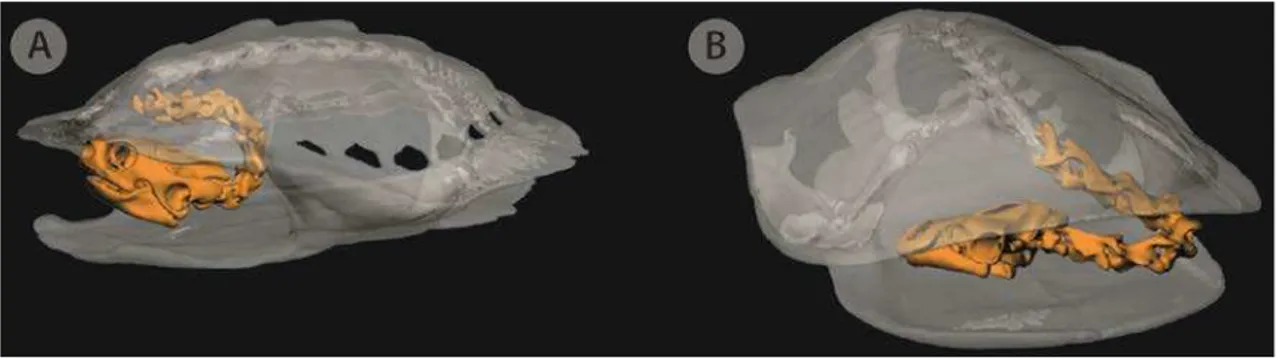 Figura  3. Mecanismos de retração do pescoço para dentro da carapaça de Cryptodira (A), no plano vertical, e de  Pleurodira (B), no plano horizontal