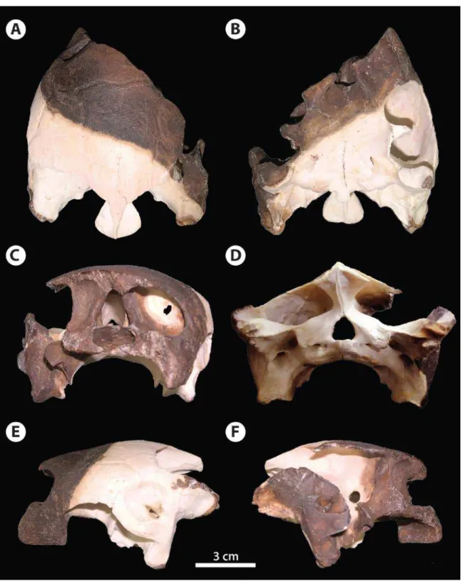 Figura 8. Crânio de MBLUZ-P-5137 Bairdemys  sp. nov. em vistas (A) dorsal, (B) ventral, (C) rostral, (D) caudal,  (E) lateral esquerda e (F) direita