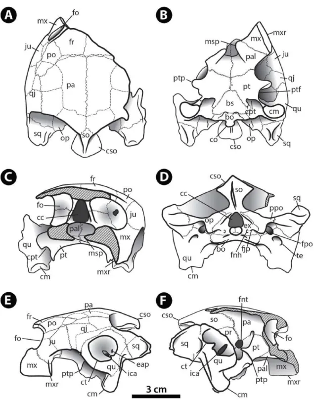 Figura 9. Reconstrução de MBLUZ-P-5137 Bairdemys sp. nov. Crânio em vistas (A) dorsal, (B) ventral, (C) rostral,  (D) caudal, (E) lateral esquerda e (F) direita