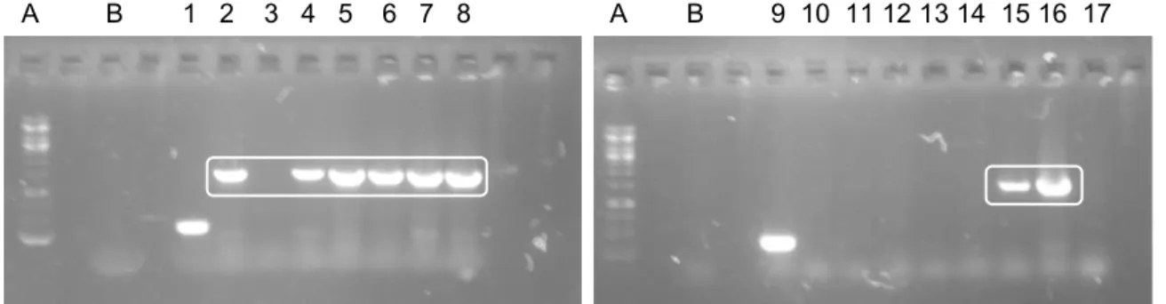 Figura 6. Gel de agarose 1% corado com SYBR ®  Safe DNA Stain (Invitrogen) para eletroforese com  tampão  TAE  (tris-acetato/EDTA)  1  X,  sob  condições  de  corrida  de  80  V  e  400  mA  por  30  minutos