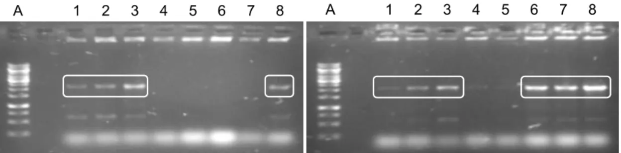 Figura 7. Gel de agarose 1% corado com SYBR ®  Safe DNA Stain (Invitrogen) para eletroforese com  tampão  TAE  (tris-acetato/EDTA)  1  X,  sob  condições  de  corrida  de  80  V  e  400  mA  por  30  minutos