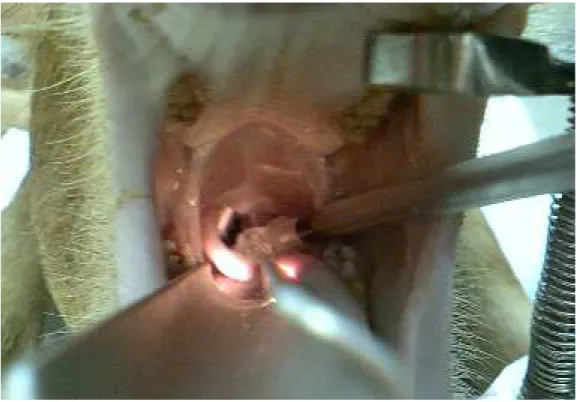 Figura 3 - Fotografia  da  cavidade  oral  do  suíno  durante  o  processo  de  intubação, auxiliado pelo laringoscópio