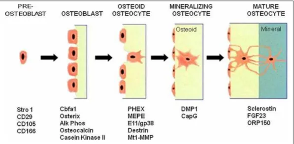 Figura 2.3 - Expressão de marcadores durante a evolução do osteoblasto a osteócito. 