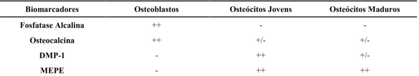 Tabela 2.1 - Marcadores ósseos envolvidos na diferenciação dos osteócitos. 