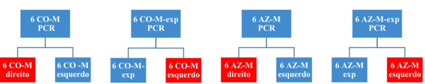Figura 4.9 -   Distribuição de denominação dos grupos das maxilas para o estudo de  qPCR 