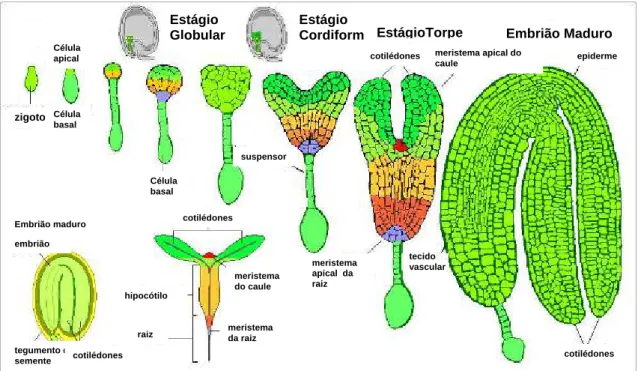 Figura 3. Visão geral do desenvolvimento zigótico de A. thaliana, mostrando seus  estágios de desenvolvimento