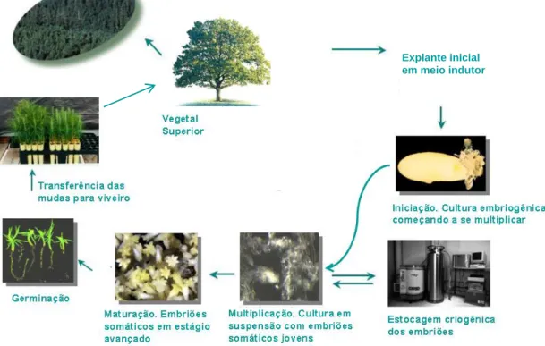 Figura 5. Esquema de aplicação da embriogênese somática em programas de  reflorestamento