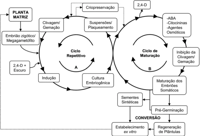 Figura 7. Processo de dois ciclos para a indução e modulação da embriogênese  somática em gimnospermas (Vanildo Silveira).