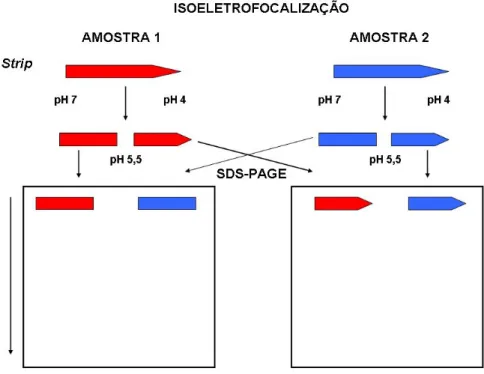 Figura 11. Esquema ilustrativo do princípio da técnica “dois-em-um” (two-in-one gel)  (Adaptado de Wang et al., 2003)