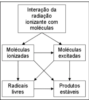 Figura 9 - Reações primárias e secundárias induzidas pela radiação ionizante. 