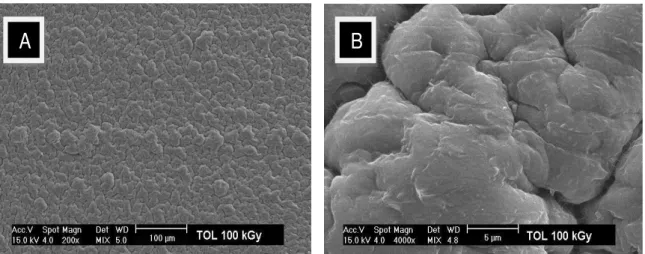 Figura 21  –  Micrografias de superfície do filme de PVDF enxertado em tolueno/estireno  com dose de 100 kGy