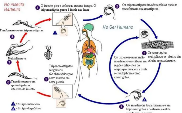 Figura 3: Ciclo de vida do Trypanosoma cruzi (DPDx, 2014). 