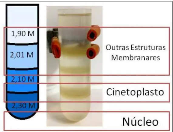 Figura  11:  Comparação  das  frações  de  núcleos  e  cinetoplastos  marcados  com  DAPI por microscopia