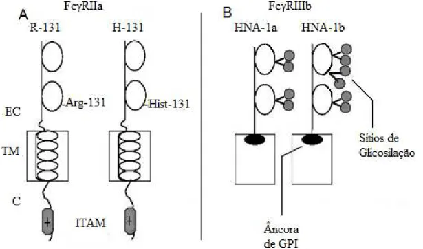 Figura 4. Representação esquemática das variantes polimórficas dos  Fc R.  (A) Polimorfismo  do  Fc RIIa:  R-131,  arginina  na  posição  131;  H-131,  histidina  na  posição  131;  EC,  extracelular;  TM,  transmembrana;  C,  citoplasmático