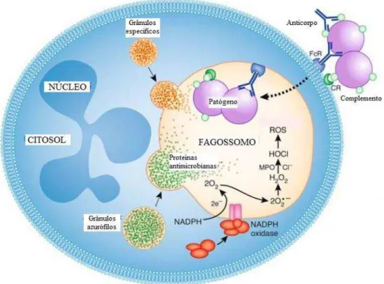 Figura  1.  Fagocitose  e  atividade  microbicida  do  neutrófilo.  Após  a  fagocitose,  os  microrganismos  são  destruídos  por  espécies  reativas  de  oxigênio  (ERO)  e  proteínas  antimicrobianas  liberadas  dos  grânulos