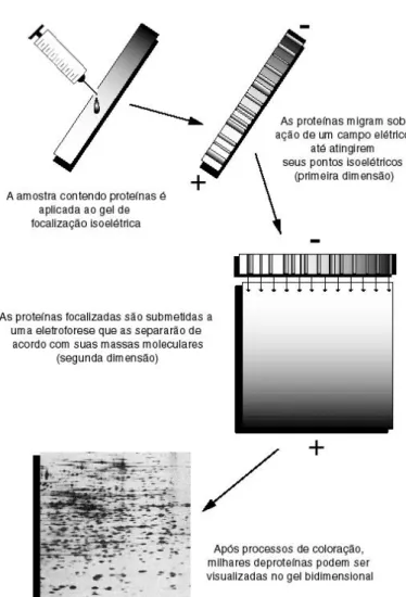 Figura 5. Esquema representando as etapas da eletroforese bidimensional. Ilustração do trabalho de Souza e  colaboradores (1999)